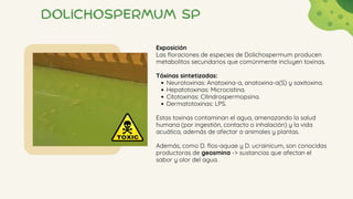 Dolichospermum sp
Exposición
Las floraciones de especies de Dolichospermum producen
metabolitos secundarios que comúnmente incluyen toxinas.
Tóxinas sintetizadas:
Neurotoxinas: Anatoxina-a, anatoxina-a(S) y saxitoxina.
Hepatotoxinas: Microcistina.
Citotoxinas: Cilindrospermopsina.
Dermatotoxinas: LPS.
Estas toxinas contaminan el agua, amenazando la salud
humana (por ingestión, contacto o inhalación) y la vida
acuática, además de afectar a animales y plantas.
Además, como D. flos-aquae y D. ucrainicum, son conocidas
productoras de geosmina -> sustancias que afectan el
sabor y olor del agua.
 