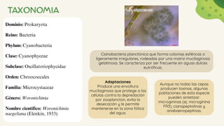 TAXONOMIA
Dominio: Prokaryota
Reino: Bacteria
Phylum: Cyanobacteria
Clase: Cyanophyceae
Subclase: Oscillatoriophycidae
Orden: Chroococcales
Familia: Microcystaceae
Género: Woronichinia
Nombre científico: Woronichinia
naegeliana (Elenkin, 1933)
Cianobacteria planctónica que forma colonias esféricas o
ligeramente irregulares, rodeadas por una matriz mucilaginosa
gelatinosa. Se caracteriza por ser frecuente en aguas dulces
eutróficas.
Adaptaciones
Produce una envoltura
mucilaginosa que protege a las
células contra la depredación
por zooplancton, evita la
desecación y le permite
mantenerse en la zona fótica
del agua.
Aunque no todas las cepas
producen toxinas, algunas
poblaciones de esta especie
pueden sintetizar:
microgininas (ej. microginina
FR3), cianopeptolinas y
anabaenopeptinas.
 