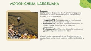 Woronichinia naegeliana
Exposición
Las floraciones de especies de Woronichinia naegeliana
representa un riesgo moderado para la salud animal y
humana, principalmente por:
Microginina FR3: Toxicidad aguda en invertebrados,
con efectos en humanos aún no claros.
Microcistina-LR: Aunque en bajas concentraciones, su
presencia exige monitoreo por su potencial
hepatotóxico.
Efectos ecológicos: Alteración de equilibrios acuáticos
y posibles impactos en especies clave.
Al igual que las especies del género Dolichospermum, el
agua potable contaminada presenta problemas de sabor y
olor.
 