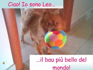 Ciao! Io sono Leo… … il bau più bello del mondo! 