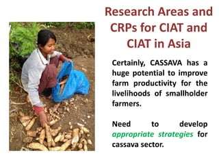 Research Areas and
CRPs for CIAT and
CIAT in Asia
Certainly, CASSAVA has a
huge potential to improve
farm productivity for the
livelihoods of smallholder
farmers.

Need
to
develop
appropriate strategies for
cassava sector.

 