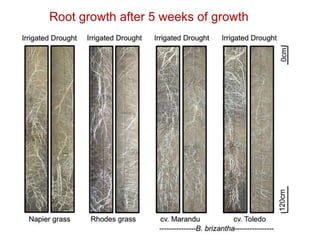 Mechanisms of adaptation to drought and waterlogging in Brachiaria grasses