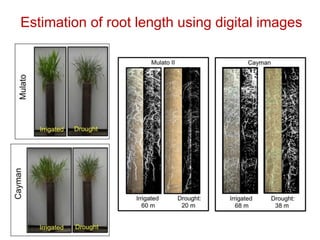 Mechanisms of adaptation to drought and waterlogging in Brachiaria grasses