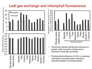 Mechanisms of adaptation to drought and waterlogging in Brachiaria grasses