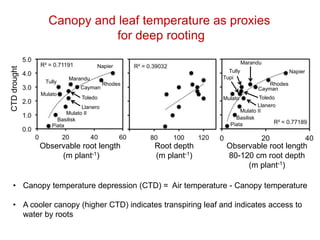 Mechanisms of adaptation to drought and waterlogging in Brachiaria grasses