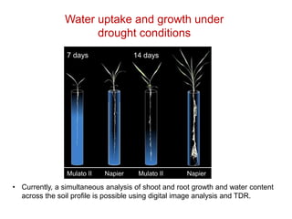 Mechanisms of adaptation to drought and waterlogging in Brachiaria grasses