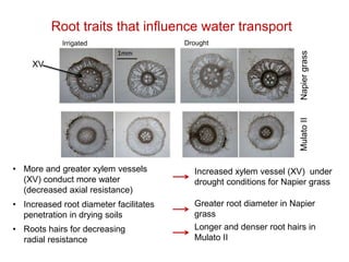 Mechanisms of adaptation to drought and waterlogging in Brachiaria grasses