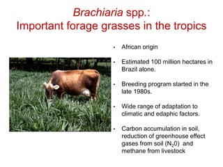 Mechanisms of adaptation to drought and waterlogging in Brachiaria grasses