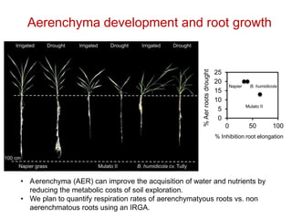 Mechanisms of adaptation to drought and waterlogging in Brachiaria grasses