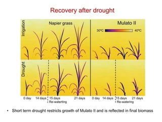 Mechanisms of adaptation to drought and waterlogging in Brachiaria grasses