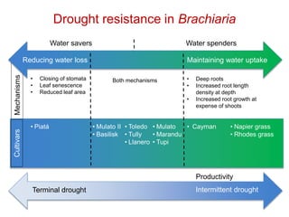 Mechanisms of adaptation to drought and waterlogging in Brachiaria grasses