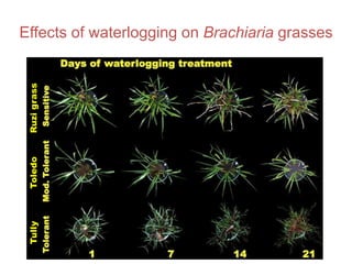 Mechanisms of adaptation to drought and waterlogging in Brachiaria grasses