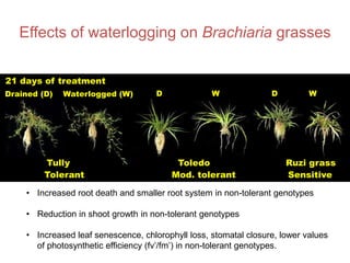 Mechanisms of adaptation to drought and waterlogging in Brachiaria grasses