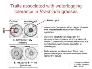 Mechanisms of adaptation to drought and waterlogging in Brachiaria grasses