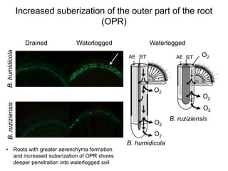 Mechanisms of adaptation to drought and waterlogging in Brachiaria grasses