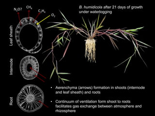 Mechanisms of adaptation to drought and waterlogging in Brachiaria grasses
