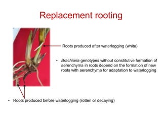 Mechanisms of adaptation to drought and waterlogging in Brachiaria grasses