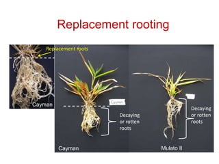 Mechanisms of adaptation to drought and waterlogging in Brachiaria grasses