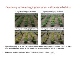 Mechanisms of adaptation to drought and waterlogging in Brachiaria grasses