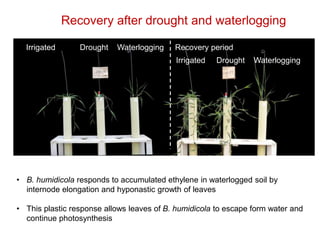 Mechanisms of adaptation to drought and waterlogging in Brachiaria grasses