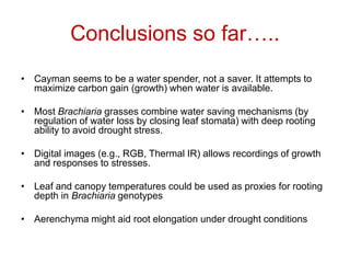 Mechanisms of adaptation to drought and waterlogging in Brachiaria grasses