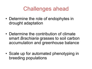 Mechanisms of adaptation to drought and waterlogging in Brachiaria grasses