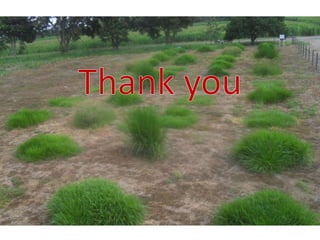 Mechanisms of adaptation to drought and waterlogging in Brachiaria grasses