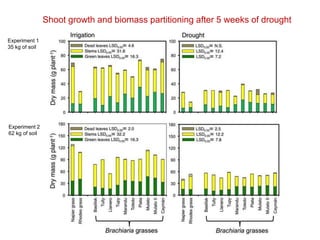Mechanisms of adaptation to drought and waterlogging in Brachiaria grasses