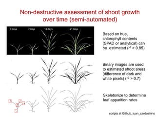 Mechanisms of adaptation to drought and waterlogging in Brachiaria grasses