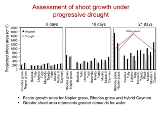 Mechanisms of adaptation to drought and waterlogging in Brachiaria grasses