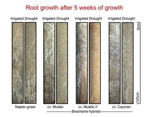 Mechanisms of adaptation to drought and waterlogging in Brachiaria grasses
