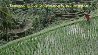 Plant Genetics and The Future of Food. Pam Ronald