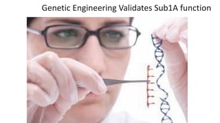 Plant Genetics and The Future of Food. Pam Ronald