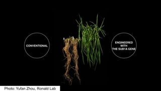 Plant Genetics and The Future of Food. Pam Ronald