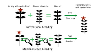 Plant Genetics and The Future of Food. Pam Ronald