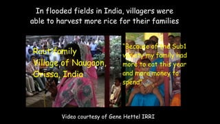 Plant Genetics and The Future of Food. Pam Ronald