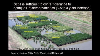 Plant Genetics and The Future of Food. Pam Ronald