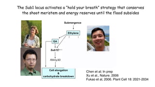 Plant Genetics and The Future of Food. Pam Ronald