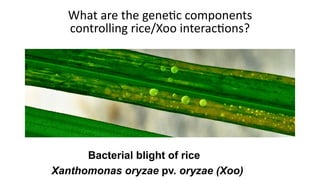 Plant Genetics and The Future of Food. Pam Ronald