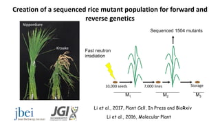 Plant Genetics and The Future of Food. Pam Ronald