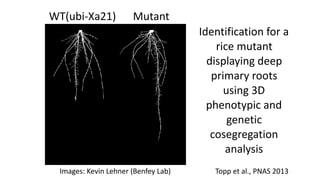 Plant Genetics and The Future of Food. Pam Ronald
