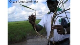 Plant Genetics and The Future of Food. Pam Ronald