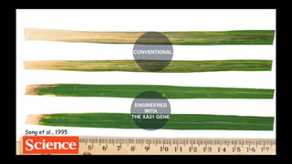Plant Genetics and The Future of Food. Pam Ronald