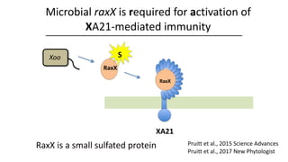 Plant Genetics and The Future of Food. Pam Ronald