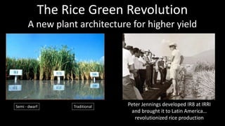 Genome Editing: A Disruptive Technology for Accelerating Breeding 