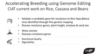 Genome Editing: A Disruptive Technology for Accelerating Breeding 