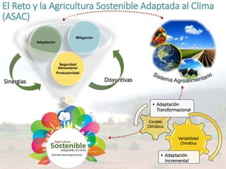 Impacto del cambio climático en las cadenas productivas del café