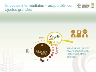 Impacto del cambio climático en las cadenas productivas del café