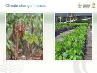 Climate smart cocoa value chains