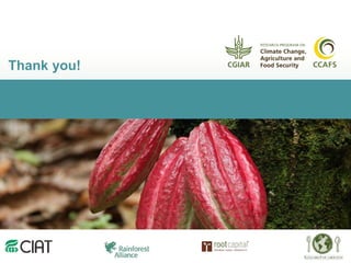 Climate smart cocoa value chains